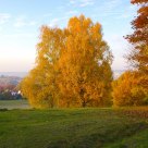 Golden Tree